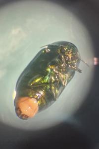 <i>Cryptocephalus hypochaeridis</i>