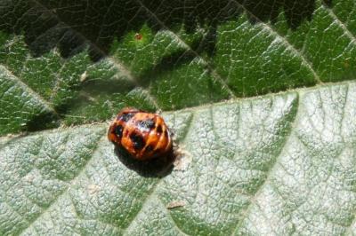 <i>Harmonia axyridis</i>