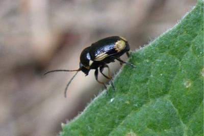 <i>Cryptocephalus moraei</i>