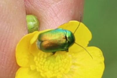 <i>Cryptocephalus</i>