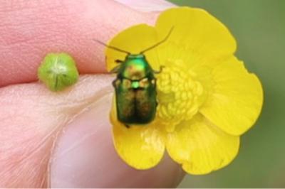 <i>Cryptocephalus</i>