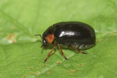 <i>Smaragdina aurita</i>