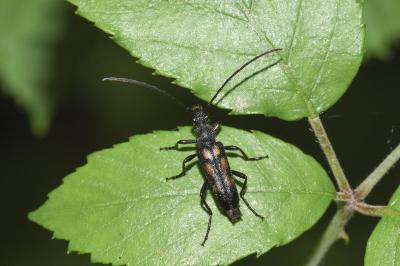 <i>Anoplodera sexguttata</i>