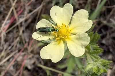 <i>Oedemera nobilis</i>