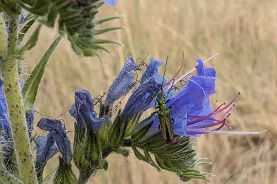 <i>Oedemera nobilis</i>