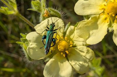 <i>Oedemera nobilis</i>
