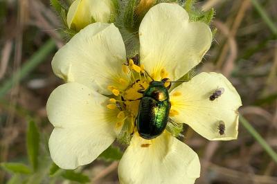 <i>Cryptocephalus</i>