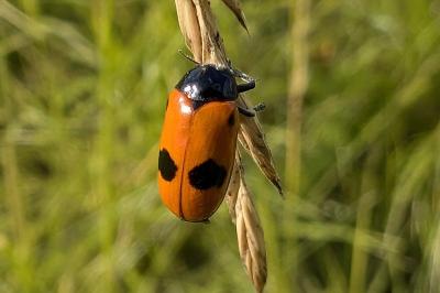 <i>Clytra laeviuscula</i>