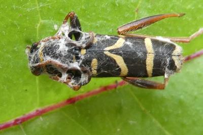 <i>Clytus arietis</i>