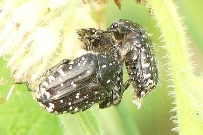 <i>Oxythyrea funesta</i>