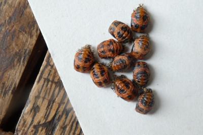 <i>Harmonia axyridis</i>