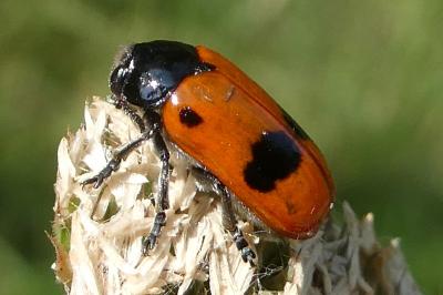 <i>Clytra laeviuscula</i>