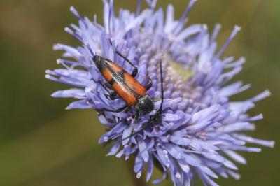 <i>Stenurella bifasciata</i>