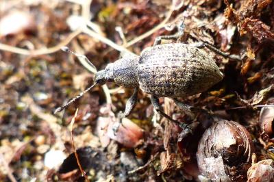 <i>Liophloeus tessulatus</i>