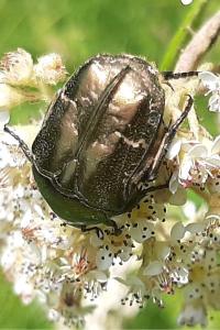 <i>Potosia cuprea</i>