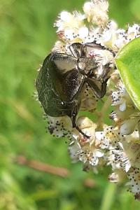 <i>Potosia cuprea</i>