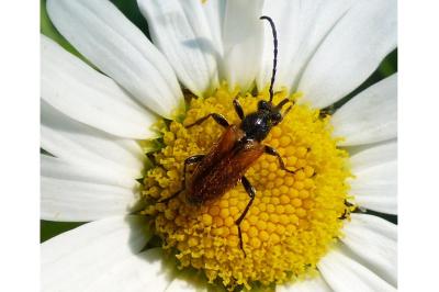 <i>Pseudovadonia livida</i>
