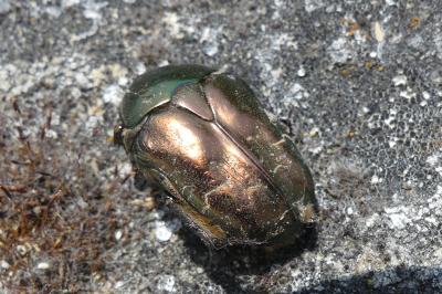 <i>Potosia cuprea</i>