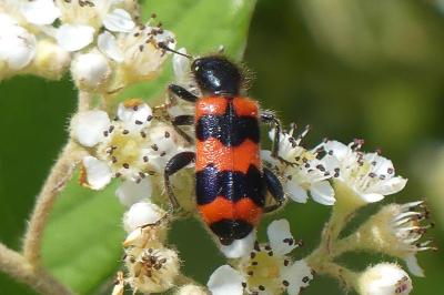 <i>Trichodes apiarius</i>