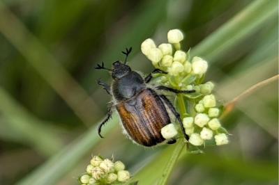 <i>Anisoplia villosa</i>