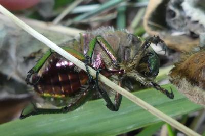 <i>Cetonia aurata</i>