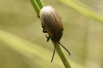 <i>Galeruca pomonae</i>