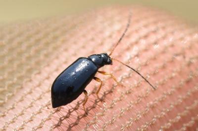 <i>Luperus longicornis</i>