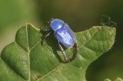 <i>Hoplia coerulea</i>