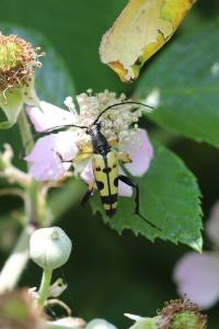 <i>Rutpela maculata</i>