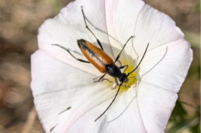 <i>Stenurella melanura</i>