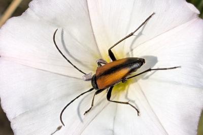 <i>Stenurella melanura</i>