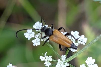 <i>Stictoleptura fulva</i>