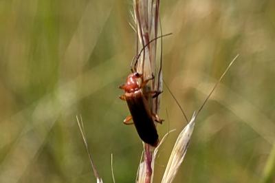 <i>Rhagonycha fulva</i>
