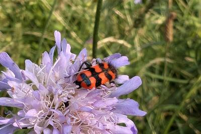 <i>Trichodes alvearius</i>