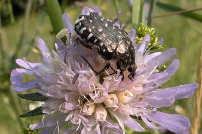<i>Oxythyrea funesta</i>