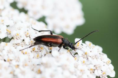 <i>Stenurella melanura</i>