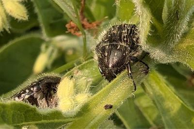 <i>Oxythyrea funesta</i>