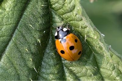 <i>Coccinella septempunctata</i>