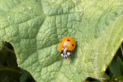 <i>Coccinella septempunctata</i>