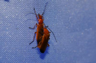 <i>Rhagonycha fulva</i>
