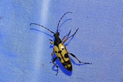 <i>Rutpela maculata</i>
