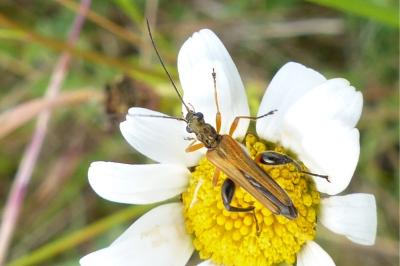 <i>Oedemera podagrariae</i>