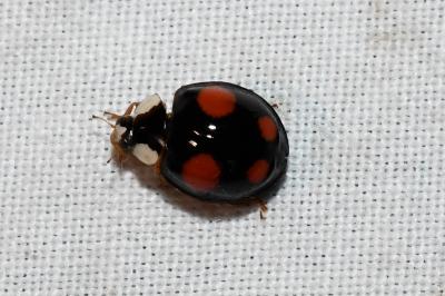 <i>Harmonia axyridis</i>