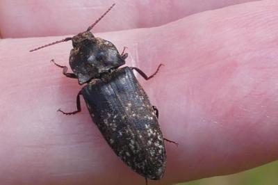 <i>Agrypnus murinus</i>