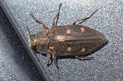 <i>Chrysobothris affinis</i>