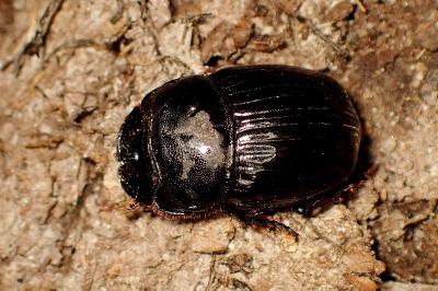 <i>Copris lunaris</i>