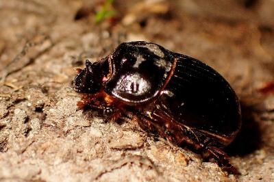 <i>Copris lunaris</i>