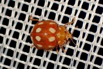 <i>Calvia decemguttata</i>