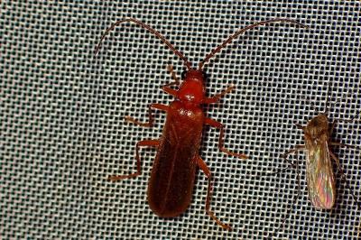 <i>Rhagonycha</i>