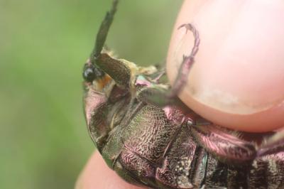 <i>Potosia cuprea</i>